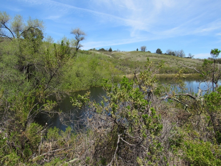 Herp habitat